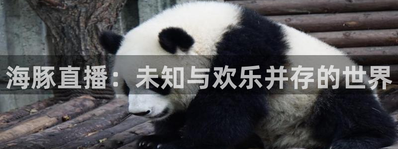 袋鼠直播足球：海豚直播：未知与欢乐并存的世界